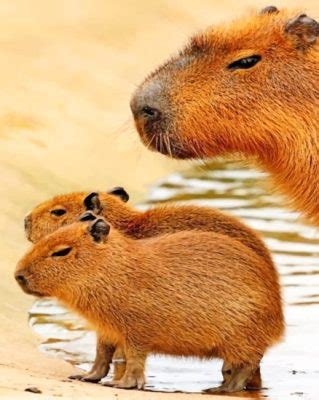 capybara select option by number